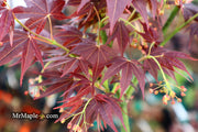 - Acer palmatum 'Yubae' Red Japanese Maple - Mr Maple │ Buy Japanese Maple Trees