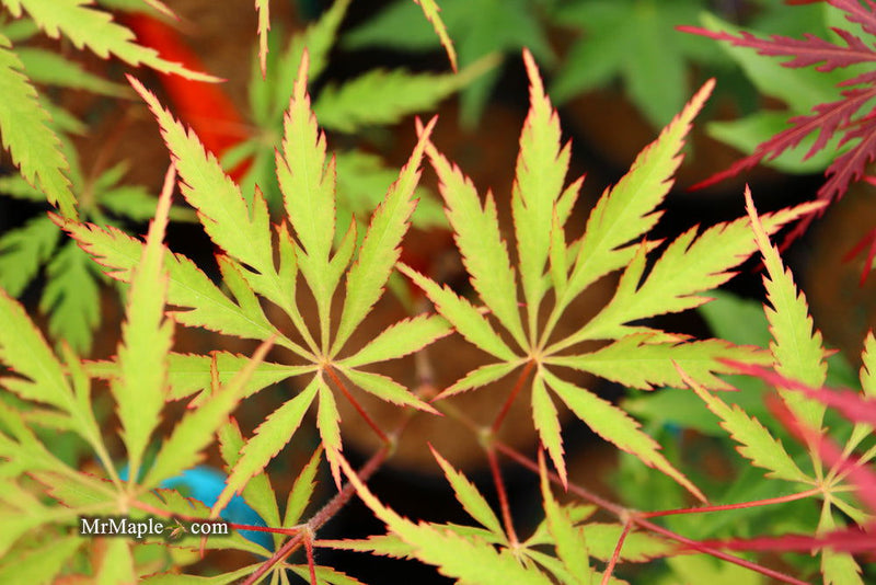 - Acer palmatum 'Zig zag' Japanese Maple - Mr Maple │ Buy Japanese Maple Trees