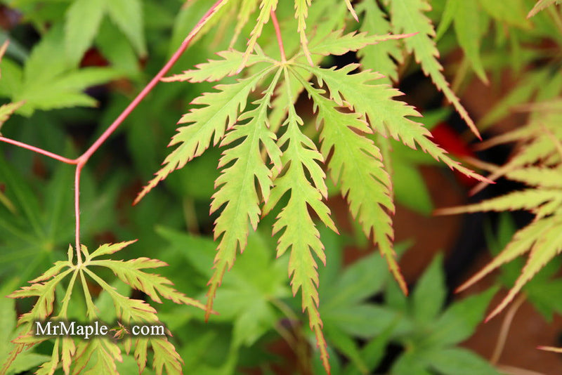 - Acer palmatum 'Zig zag' Japanese Maple - Mr Maple │ Buy Japanese Maple Trees