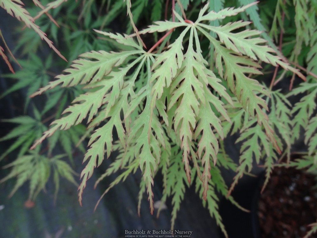 Buy Acer palmatum dissectum 'Zig zag' Japanese Maple — Mr Maple