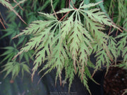 - Acer palmatum 'Zig zag' Japanese Maple - Mr Maple │ Buy Japanese Maple Trees