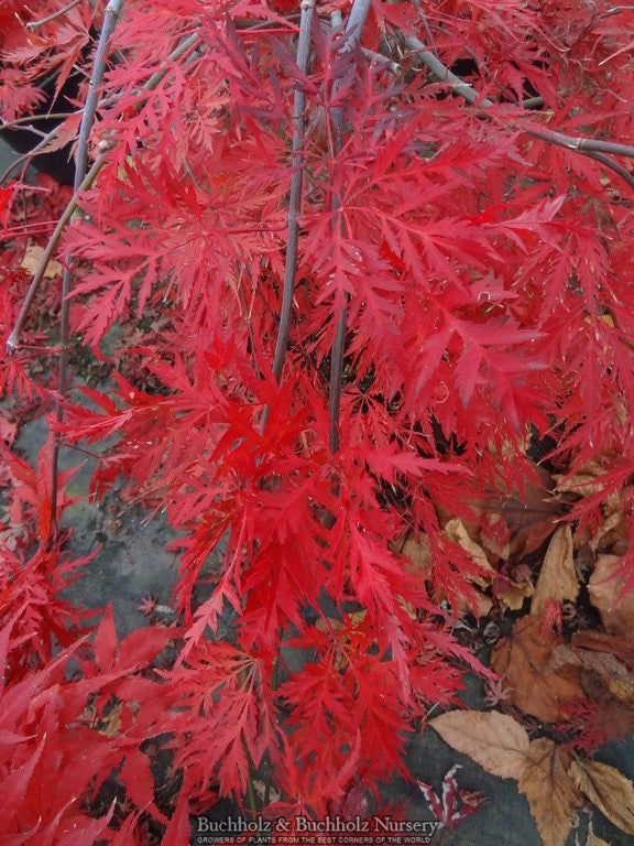 メープル様 Buy Acer palmatum dissectum 'Tamukeyama' Weeping Red Japanese