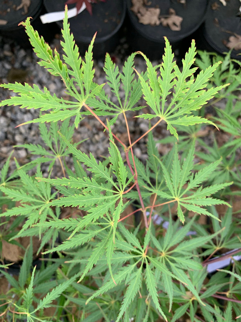 - Acer palmatum 'Zig zag' Japanese Maple - Mr Maple │ Buy Japanese Maple Trees