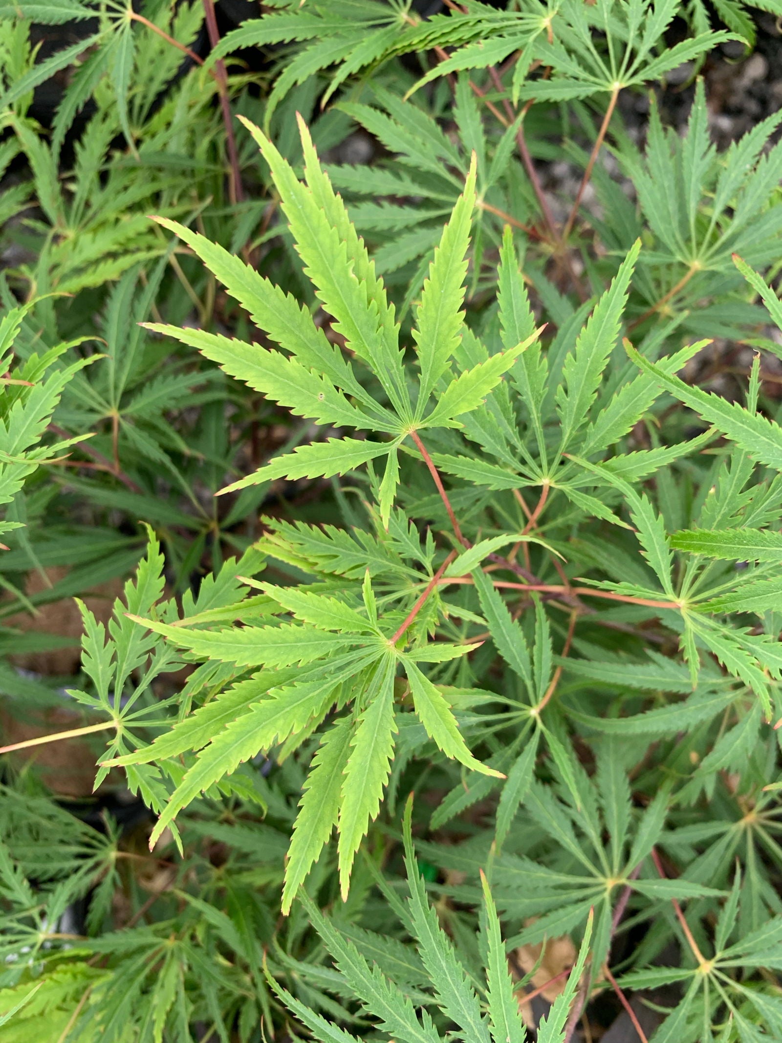 Buy Acer palmatum dissectum 'Zig zag' Japanese Maple — Mr Maple