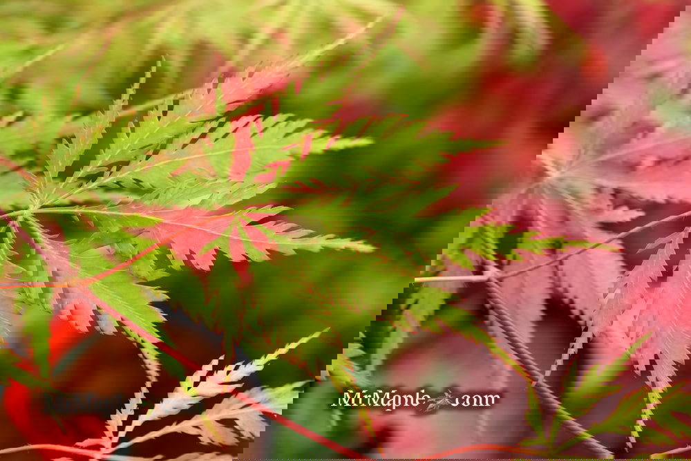 Buy Acer palmatum dissectum 'Zig zag' Japanese Maple — Mr Maple
