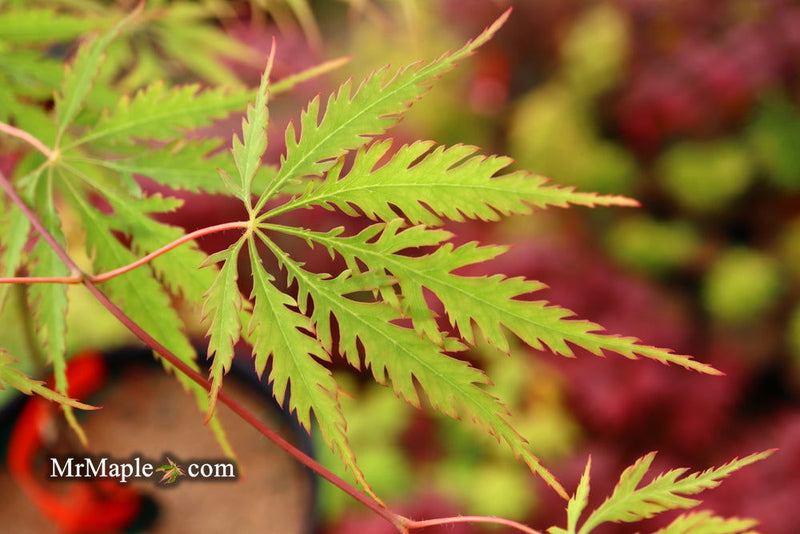 - Acer palmatum 'Zig zag' Japanese Maple - Mr Maple │ Buy Japanese Maple Trees