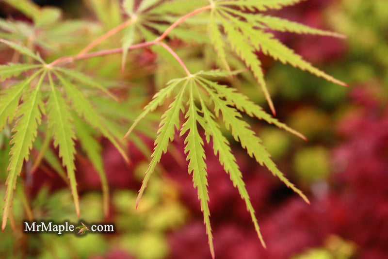 - Acer palmatum 'Zig zag' Japanese Maple - Mr Maple │ Buy Japanese Maple Trees