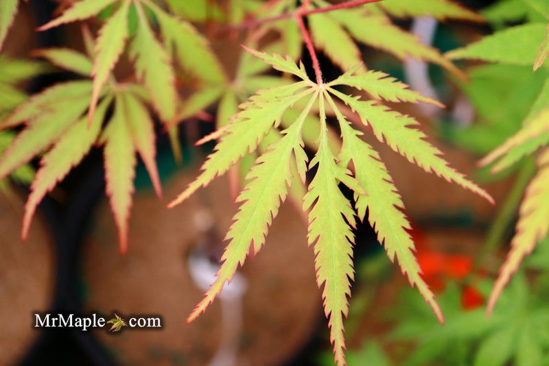 - Acer palmatum 'Zig zag' Japanese Maple - Mr Maple │ Buy Japanese Maple Trees