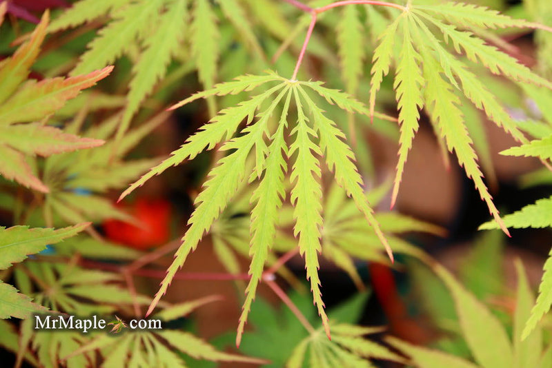 - Acer palmatum 'Zig zag' Japanese Maple - Mr Maple │ Buy Japanese Maple Trees