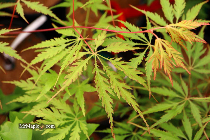 - Acer palmatum 'Zig zag' Japanese Maple - Mr Maple │ Buy Japanese Maple Trees