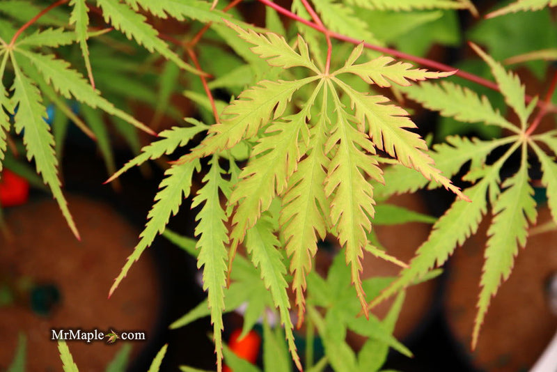 - Acer palmatum 'Zig zag' Japanese Maple - Mr Maple │ Buy Japanese Maple Trees