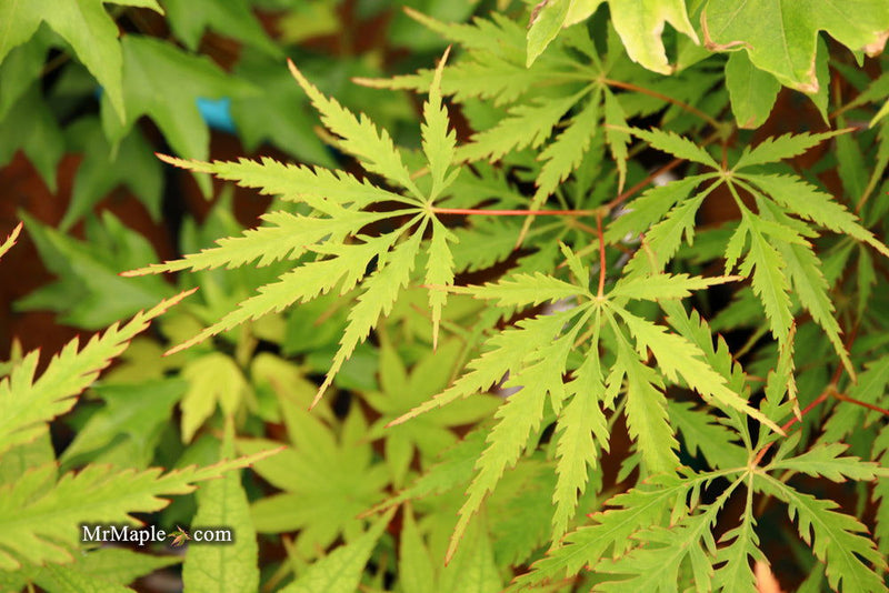 - Acer palmatum 'Zig zag' Japanese Maple - Mr Maple │ Buy Japanese Maple Trees