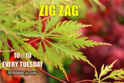 - Acer palmatum 'Zig zag' Japanese Maple - Mr Maple │ Buy Japanese Maple Trees