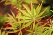- Acer palmatum 'Zig zag' Japanese Maple - Mr Maple │ Buy Japanese Maple Trees