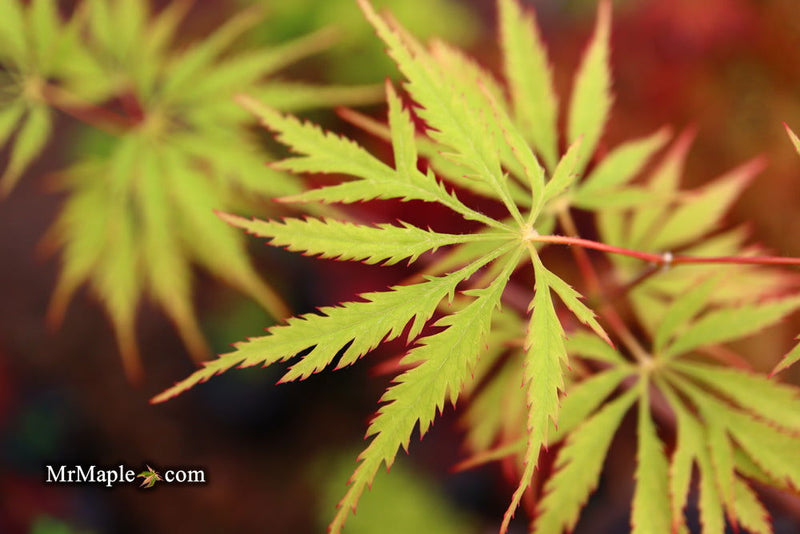 - Acer palmatum 'Zig zag' Japanese Maple - Mr Maple │ Buy Japanese Maple Trees