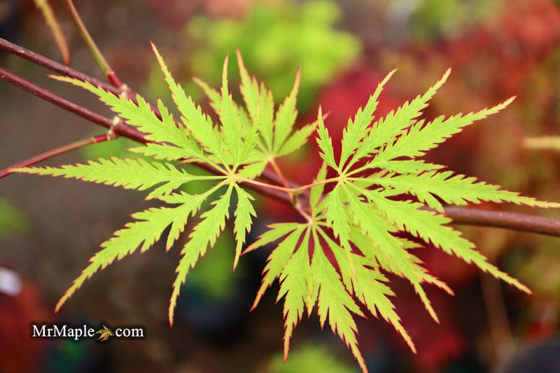 - Acer palmatum 'Zig zag' Japanese Maple - Mr Maple │ Buy Japanese Maple Trees