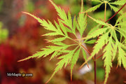 - Acer palmatum 'Zig zag' Japanese Maple - Mr Maple │ Buy Japanese Maple Trees