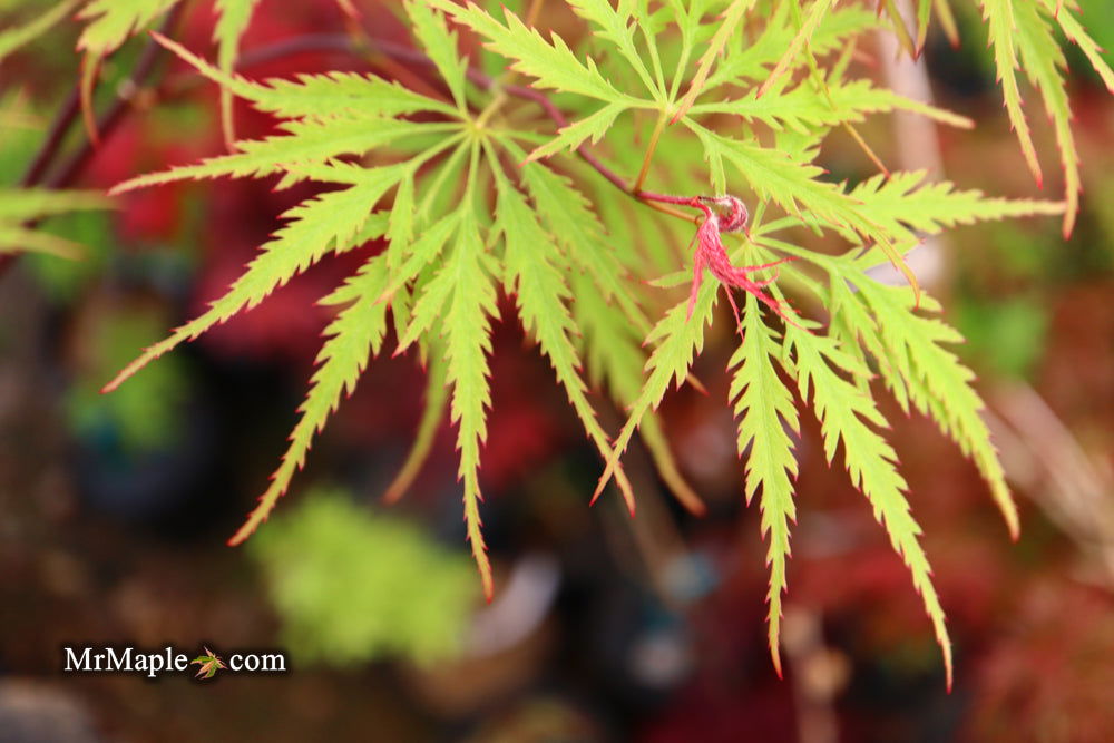 Buy Acer palmatum dissectum 'Zig zag' Japanese Maple — Mr Maple