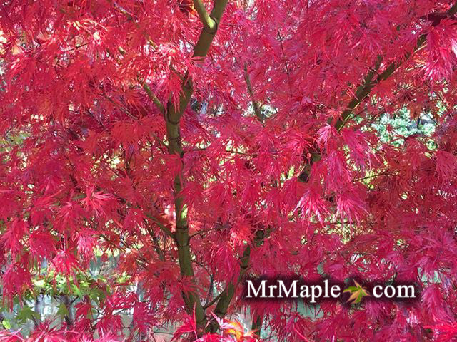 FOR PICK UP ONLY | Acer palmatum 'Seiryu' Japanese Maple | DOES NOT SHIP