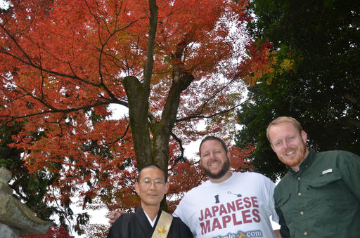 - Acer palmatum from Jojakko-ji Temple Small Leaf Japanese Maple - Mr Maple │ Buy Japanese Maple Trees