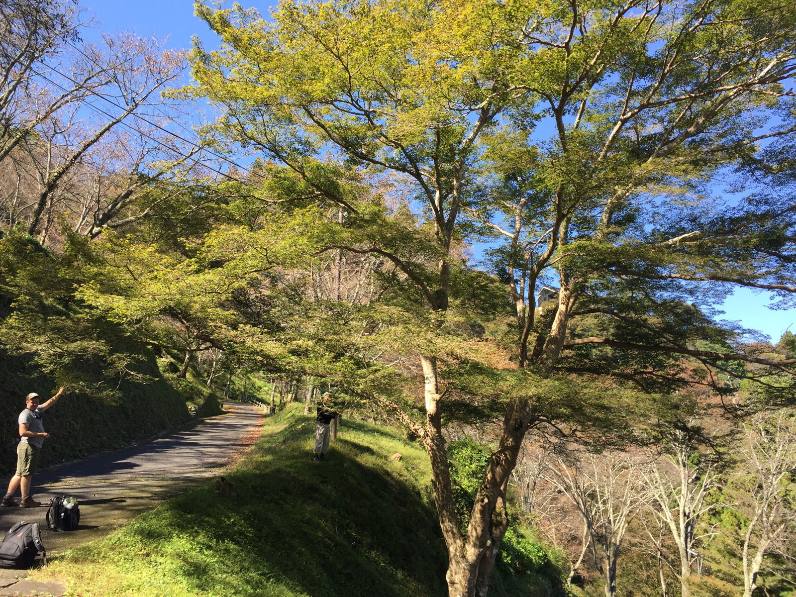 Buy Acer palmatum ssp amoenum Wild Collected from Japan Yoshino