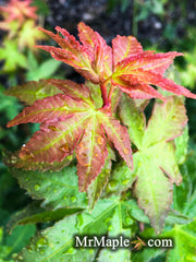 - Acer palmatum ssp palmatum Wild Collected from Japan Mt. Fuji - Mr Maple │ Buy Japanese Maple Trees