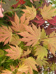 - Acer palmatum x circinatum 'Ever Autumn' Japanese Maple - Mr Maple │ Buy Japanese Maple Trees