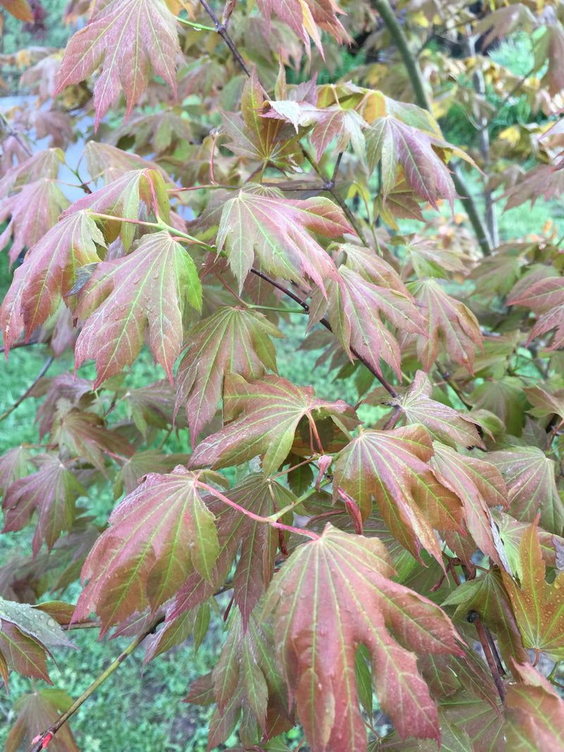 - Acer palmatum x circinatum 'Ever Autumn' Japanese Maple - Mr Maple │ Buy Japanese Maple Trees