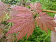 - Acer palmatum x circinatum 'Ever Autumn' Japanese Maple - Mr Maple │ Buy Japanese Maple Trees
