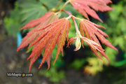 - Acer palmatum x circinatum 'Ever Autumn' Japanese Maple - Mr Maple │ Buy Japanese Maple Trees