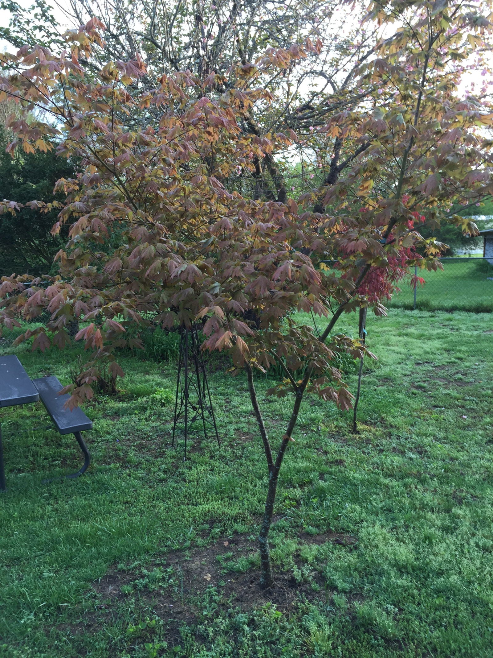 Buy Acer palmatum x 'Ever Autumn' Japanese Maple — Mr Maple