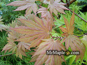 - Acer palmatum x circinatum 'Ever Autumn' Japanese Maple - Mr Maple │ Buy Japanese Maple Trees