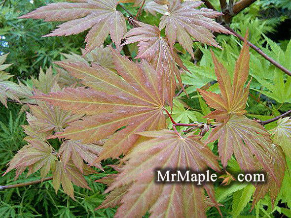 - Acer palmatum x circinatum 'Ever Autumn' Japanese Maple - Mr Maple │ Buy Japanese Maple Trees
