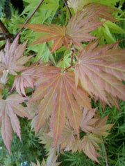 - Acer palmatum x circinatum 'Ever Autumn' Japanese Maple - Mr Maple │ Buy Japanese Maple Trees