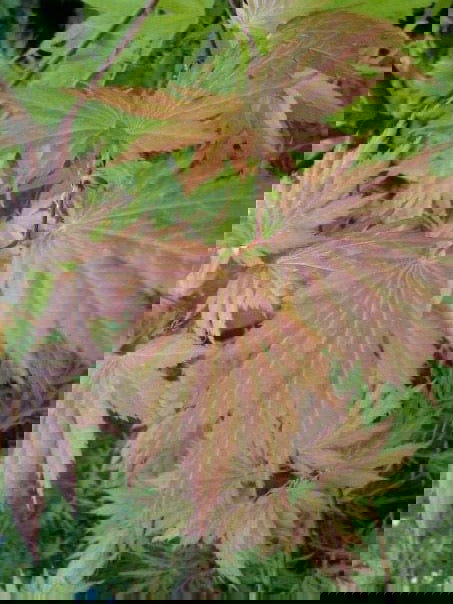 - Acer palmatum x circinatum 'Ever Autumn' Japanese Maple - Mr Maple │ Buy Japanese Maple Trees