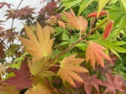 - Acer palmatum x circinatum 'Ever Autumn' Japanese Maple - Mr Maple │ Buy Japanese Maple Trees