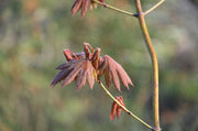 - Acer palmatum x circinatum 'Ever Autumn' Japanese Maple - Mr Maple │ Buy Japanese Maple Trees