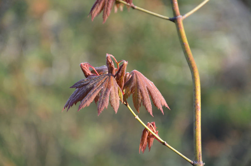 - Acer palmatum x circinatum 'Ever Autumn' Japanese Maple - Mr Maple │ Buy Japanese Maple Trees