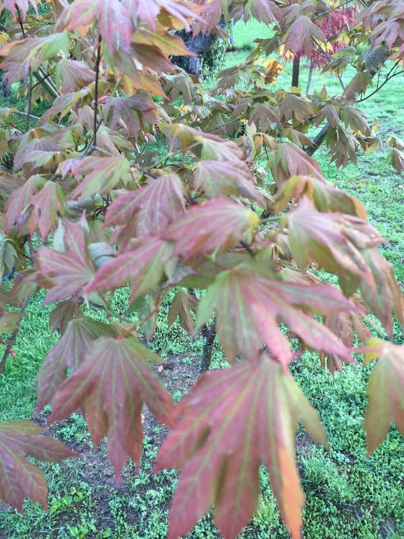 - Acer palmatum x circinatum 'Ever Autumn' Japanese Maple - Mr Maple │ Buy Japanese Maple Trees