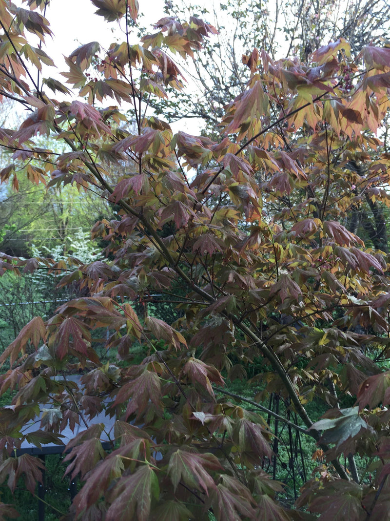 - Acer palmatum x circinatum 'Ever Autumn' Japanese Maple - Mr Maple │ Buy Japanese Maple Trees