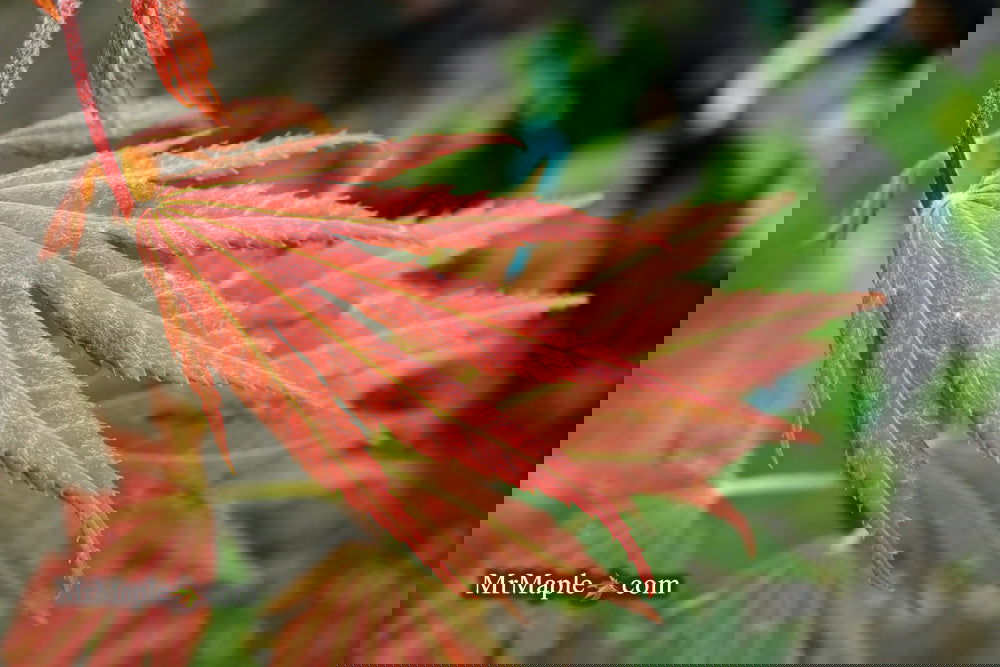 maru.mama ✨ Buy Acer palmatum 'Mai zuru' Pink Variegated Japanese Maple