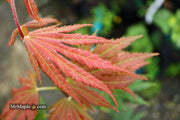 - Acer palmatum x circinatum 'Ever Autumn' Japanese Maple - Mr Maple │ Buy Japanese Maple Trees