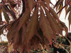 '- Acer palmatum x circinatum 'Happy Dance' Japanese Maple - Mr Maple │ Buy Japanese Maple Trees