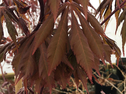 - Acer palmatum x circinatum 'Happy Dance' Japanese Maple - Mr Maple │ Buy Japanese Maple Trees