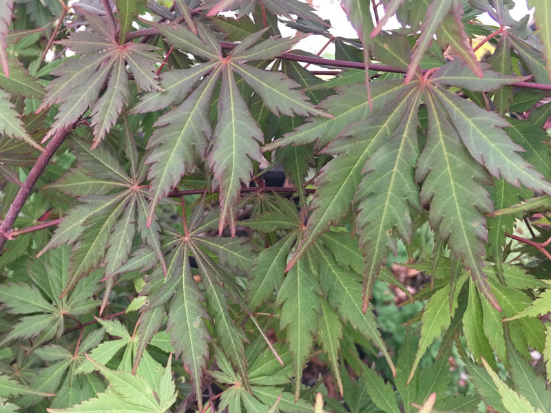 - Acer palmatum x circinatum 'Happy Dance' Japanese Maple - Mr Maple │ Buy Japanese Maple Trees