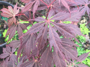 - Acer palmatum x circinatum 'Rain Dance' Japanese Maple - Mr Maple │ Buy Japanese Maple Trees