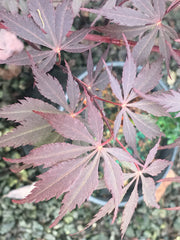 - Acer palmatum x circinatum 'Rain Dance' Japanese Maple - Mr Maple │ Buy Japanese Maple Trees