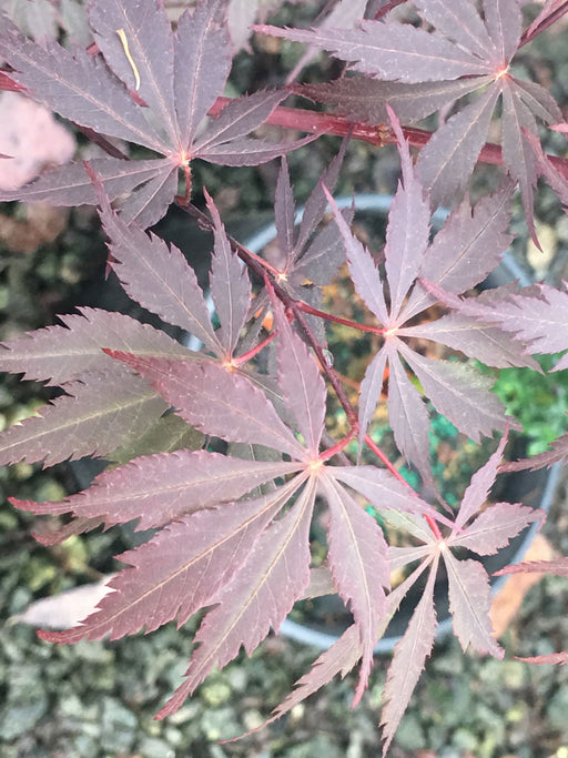 - Acer palmatum x circinatum 'Rain Dance' Japanese Maple - Mr Maple │ Buy Japanese Maple Trees