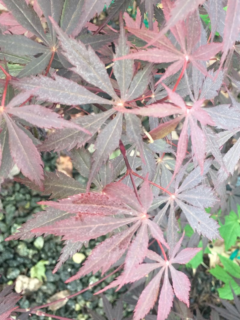 - Acer palmatum x circinatum 'Rain Dance' Japanese Maple - Mr Maple │ Buy Japanese Maple Trees