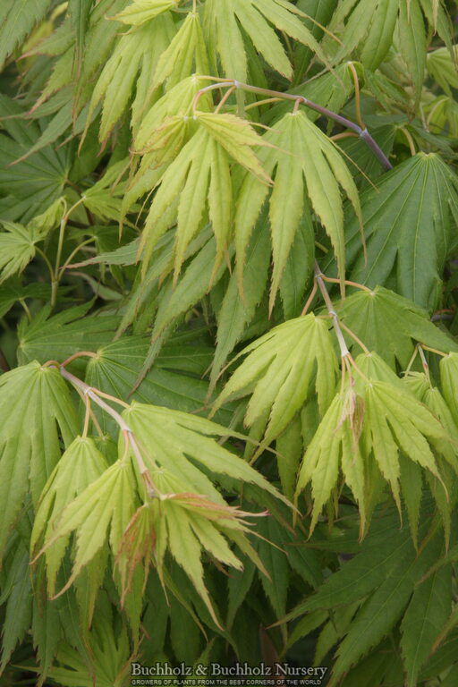 - Acer palmatum x shirasawanum ‘Green Flag' Japanese Maple - Mr Maple │ Buy Japanese Maple Trees